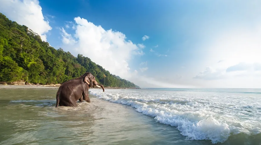 Elephant Beach Snorkeling