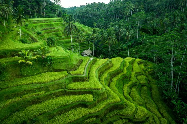 Ubud Rice Terraces