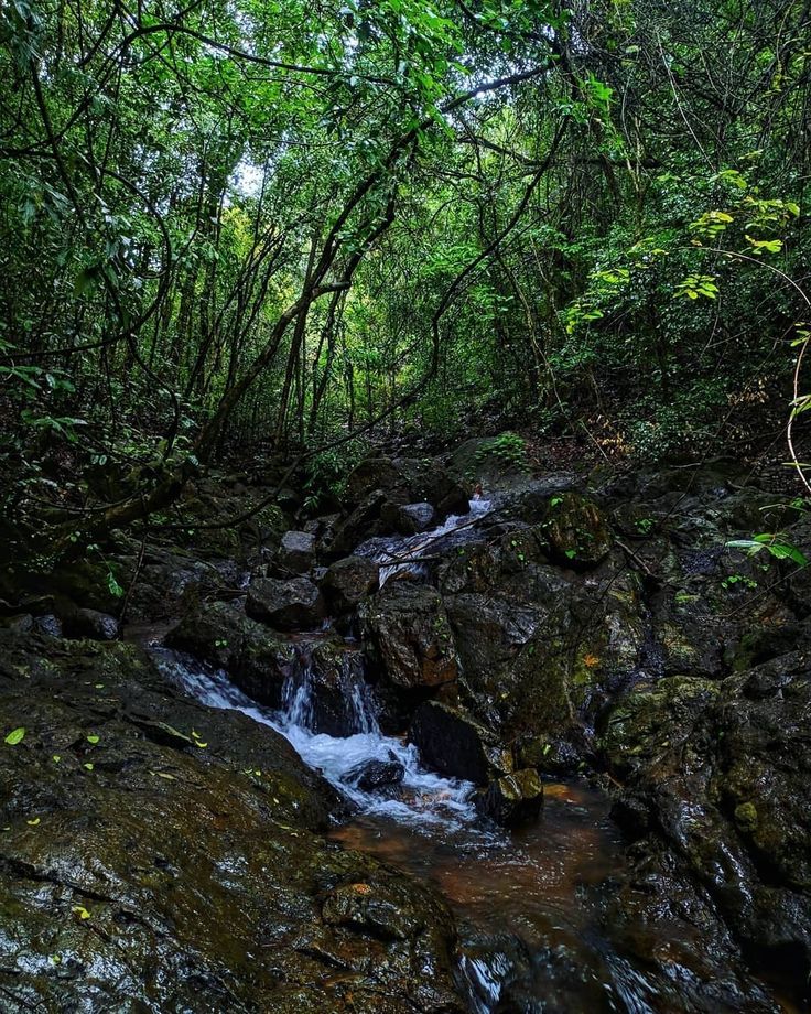 Dandeli Forest