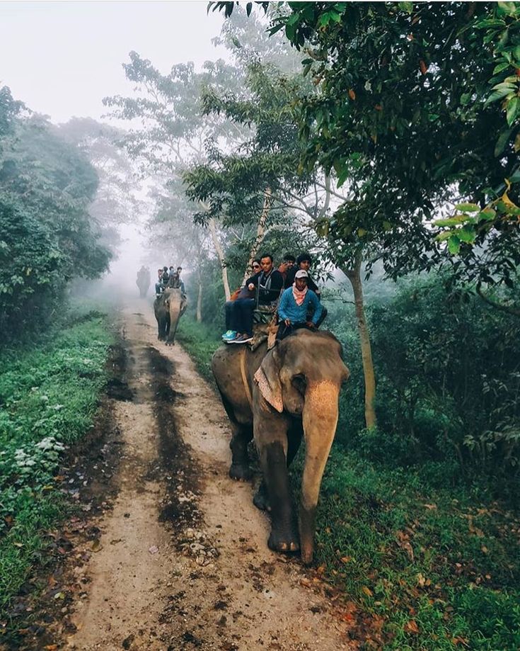 Elephant Safari