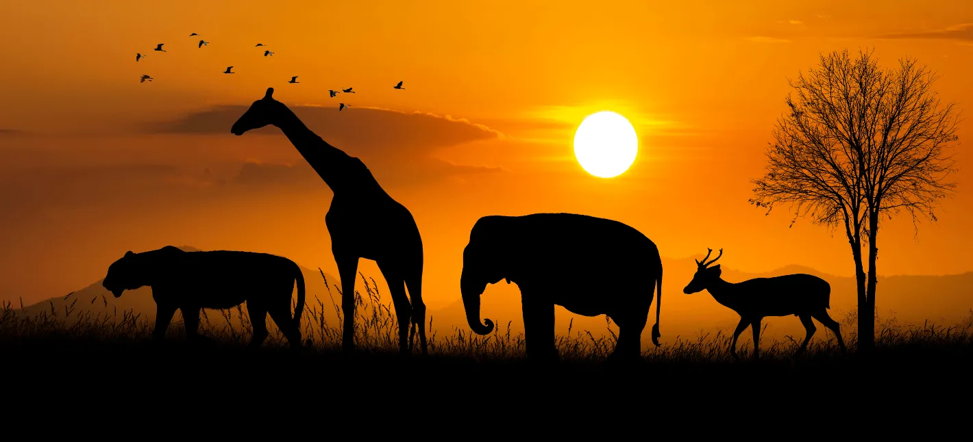 Wildlife Safari