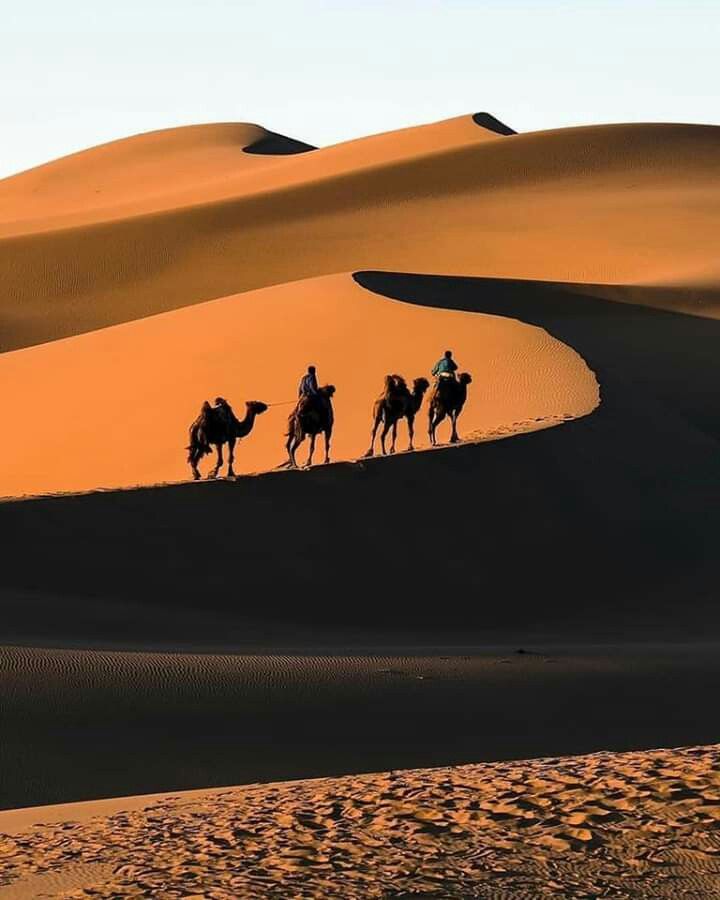 Esperienza di safari nel deserto