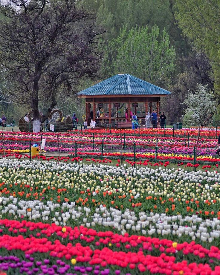 Tulip Garden