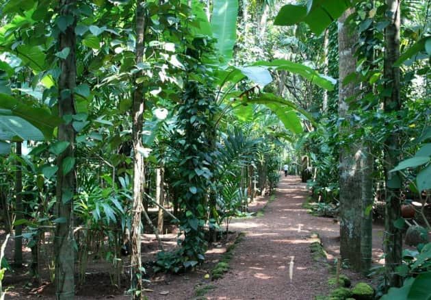 Forest Trek