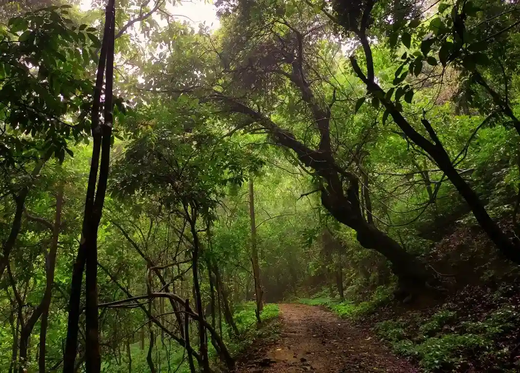 Forest Trek