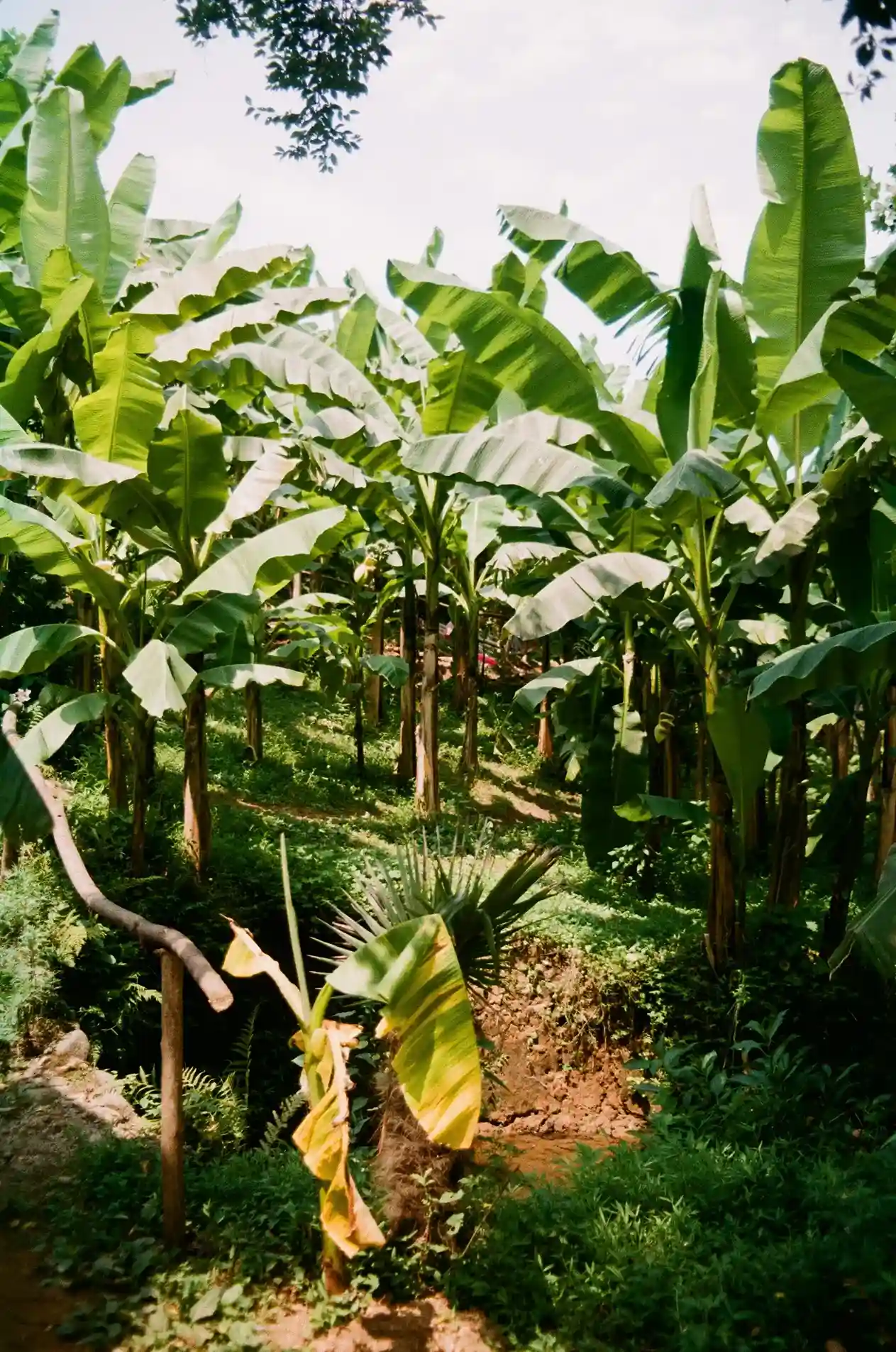 Spice Plantation