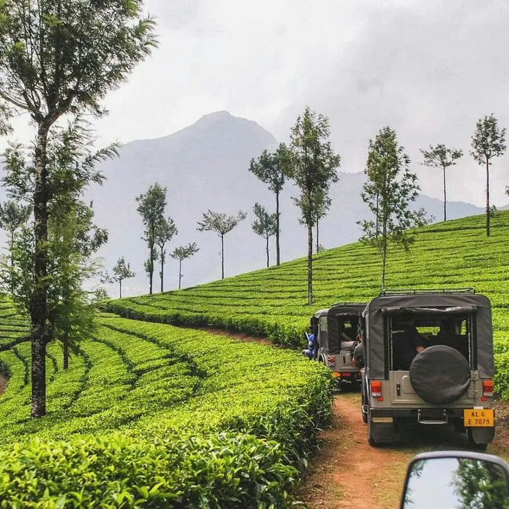 Munnar Tea Gardens